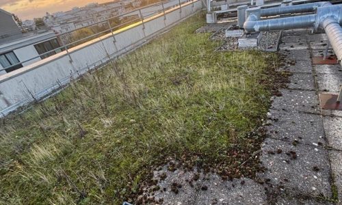 rce-entretien-terrasses-champigny-sur-marne-94-06
